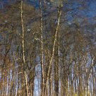 Water-colored woods
